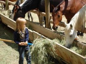 horseback rides trail rides south fork mountain lodge wy