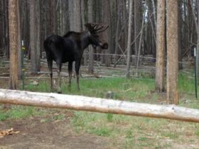 wildlife photography big horn mountains buffalo tensleep