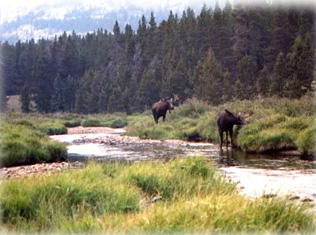 drop camps pack trips bighorns wy south fork lodge